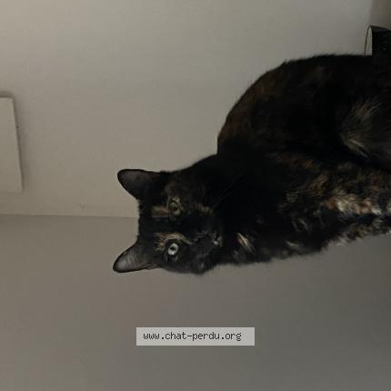 Photo 1/1 Chat retrouvé Perdu à Enieu