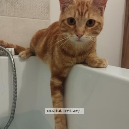Photo 1/1 Chat retrouvé Perdu à Gamarde Les Bains