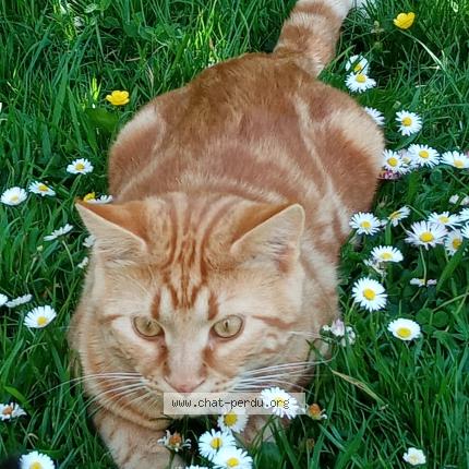 Photo de chat perdu à Douarnenez 29100