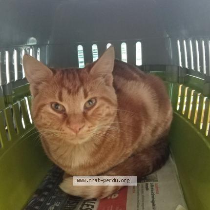 Photo 2/2 Chat retrouvé Perdu à Douarnenez 29100