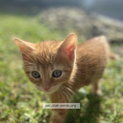 Photo 1/1 Nekko Chat perdu à Poitiers
