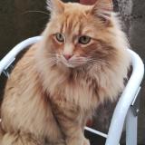 Photo de chat perdu à Bosques De San Francisco