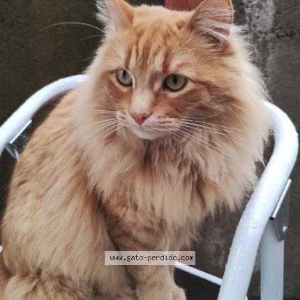 Photo 1/1 July Chat perdu à Bosques de san francisco
