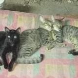 Photo de chat perdu à Chennai