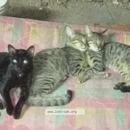 Photo 1/1 No name Chat perdu à Chennai