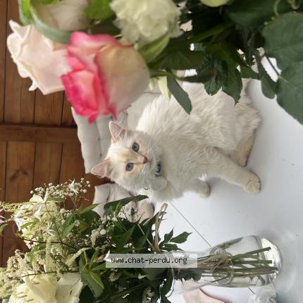 Photo de chat perdu à Argenteuil