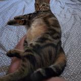 Photo de chat perdu à Saint Germain En Laye