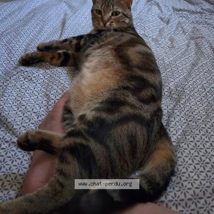Photo 1/1 Chat retrouvé Perdu à Saint germain en laye