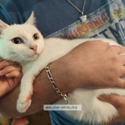 Photo 1/1 Wanny Chat perdu à Pessac