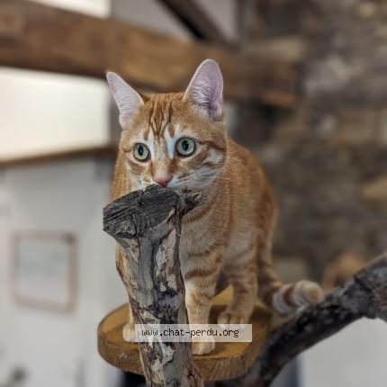 Photo de chat perdu à Montrevault