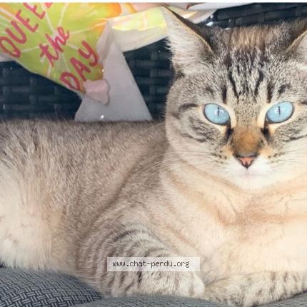 Photo 1/1 Lilou Chat perdu à Lamnay