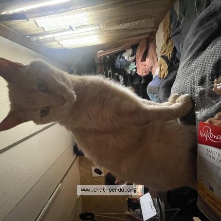 Photo 1/1 Garfield Chat perdu à Saint etienne