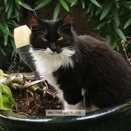Photo 1/1 Chat retrouvé Perdu à Le Barcares