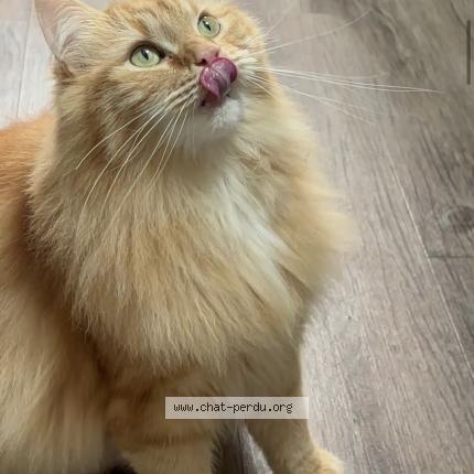 Photo de chat perdu à Bucquoy