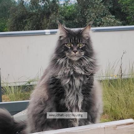 Photo de chat perdu à Metz
