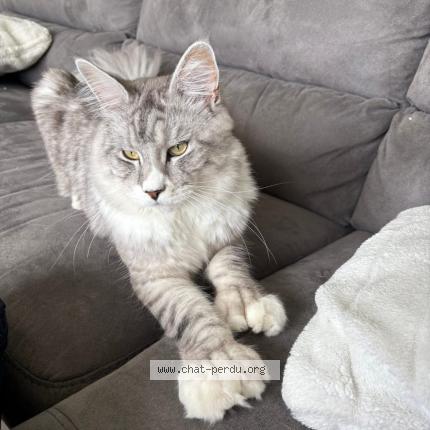 Photo de chat perdu à Saint Mard Lieu Dit Charentenay