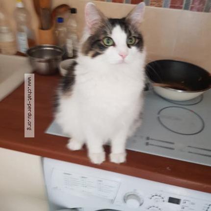 Photo 1/1 Batman Chat perdu à Castries