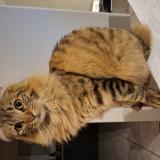 Photo de chat perdu à Meximieux