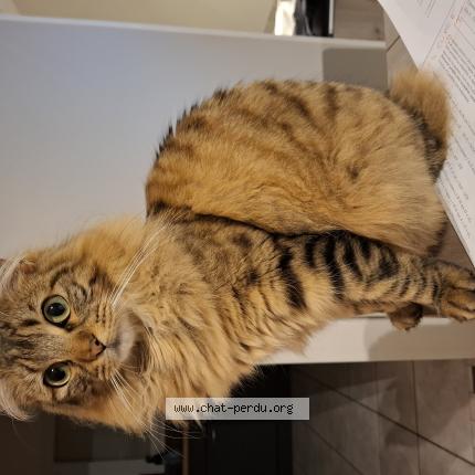 Photo 1/1 Chat retrouvé Perdu à Meximieux