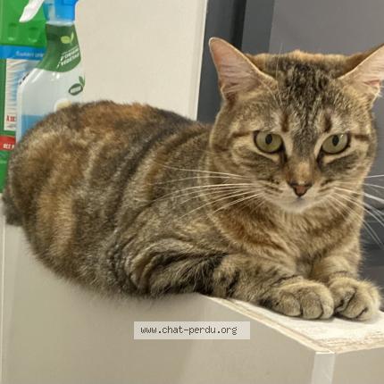 Photo de chat perdu à Bollene