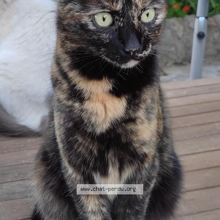 Photo de chat perdu à Toulon