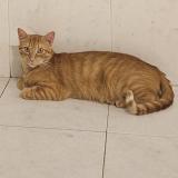 Photo de chat perdu à Calahorra