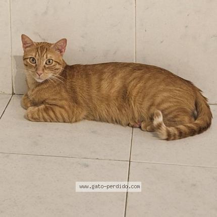 Photo 1/1 Gonzalo Aguirre Gil Chat perdu à Calahorra