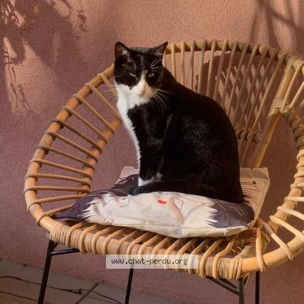 Photo 1/1 RIO Chat perdu à Rognes