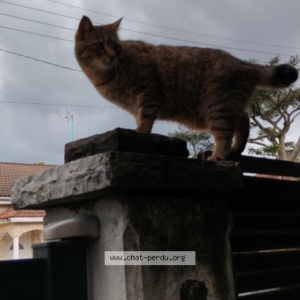 Photo 1/1 Chat retrouvé Perdu à Decines Charpieu