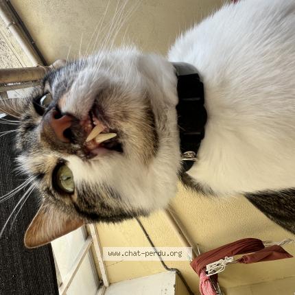 Photo de chat perdu à Nantes