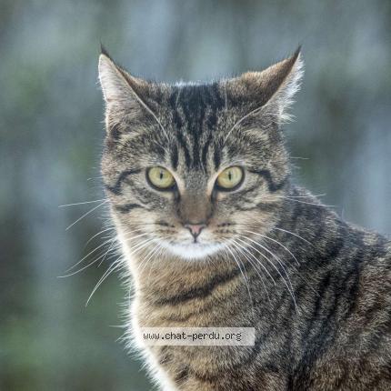 Photo 1/1 zora Chat perdu à La tour en maurienne