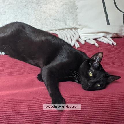 Photo 1/1 CatG Chat perdu à Tours