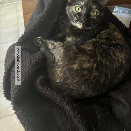 Photo 1/3 Sakura Chat perdu à Mauvieres