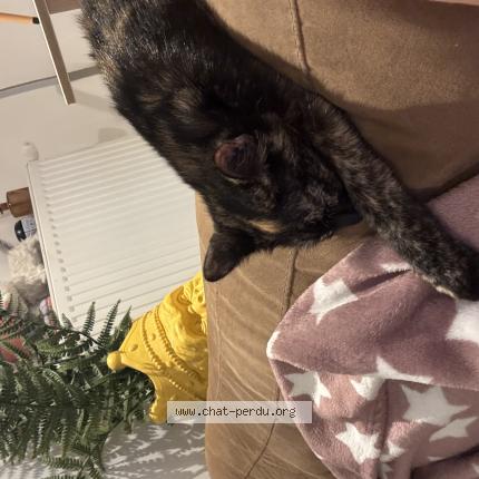 Photo 3/3 Sakura Chat perdu à Mauvieres