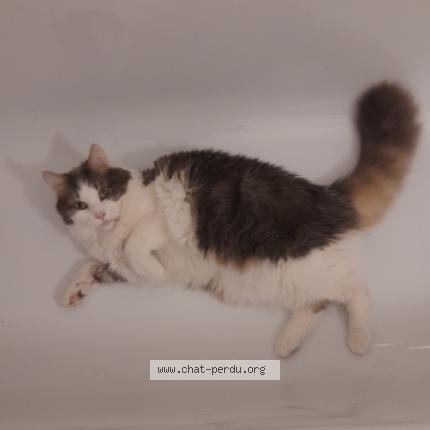 Photo de chat perdu à Faverges Seythenex