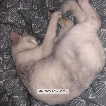 Photo 1/1 fluffy Chat perdu à La planche