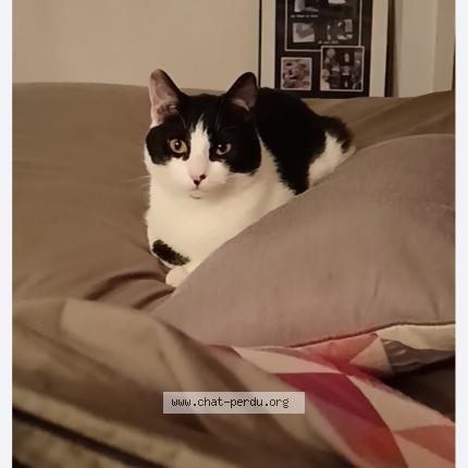 Photo de chat perdu à 35380 Maxent