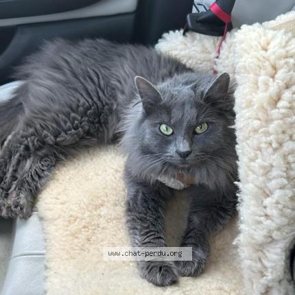 Photo 1/1 Midnight Chat perdu à St evarzec