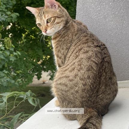 Photo 1/1 Zara « minoush » Chat perdu à Mee sur seine