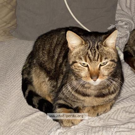 Photo 1/1 Pilou Chat perdu à Saulnay