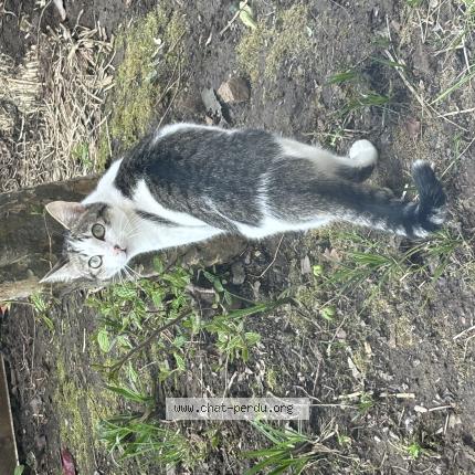 Photo de chat perdu à Brest