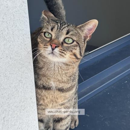 Photo de chat perdu à Metz