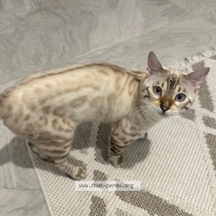 Photo de chat perdu à Marignane