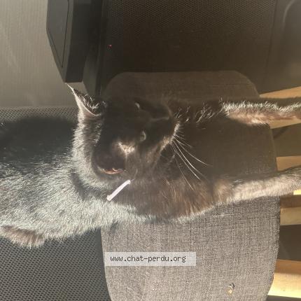 Photo de chat perdu à St Eloy De Gy