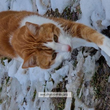 Photo 1/1 Nakboyz Chat perdu à Nantes