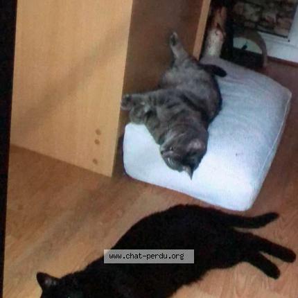 Photo de chat perdu à Vaucresson