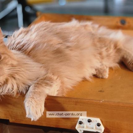 Photo 1/1 Fena Chat perdu à Montreal