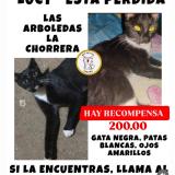 Photo de chat perdu à Panama