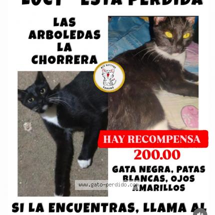 Photo 1/1 Lucy Chat perdu à Panama