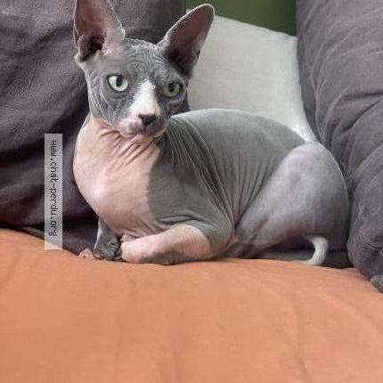 Photo 1/1 Ulky Chat perdu à Aix en provence